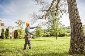 Tree and Shrub Care in Nanticoke, PA