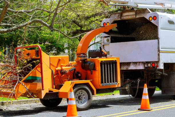 How Our Tree Care Process Works  in Nanticoke, PA