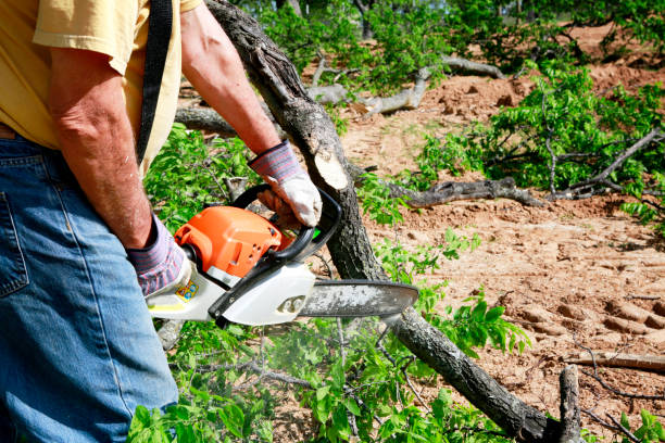 Best Fruit Tree Pruning  in Nanticoke, PA